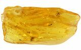 Two Fossil Ants & Spider In Baltic Amber #45146-1